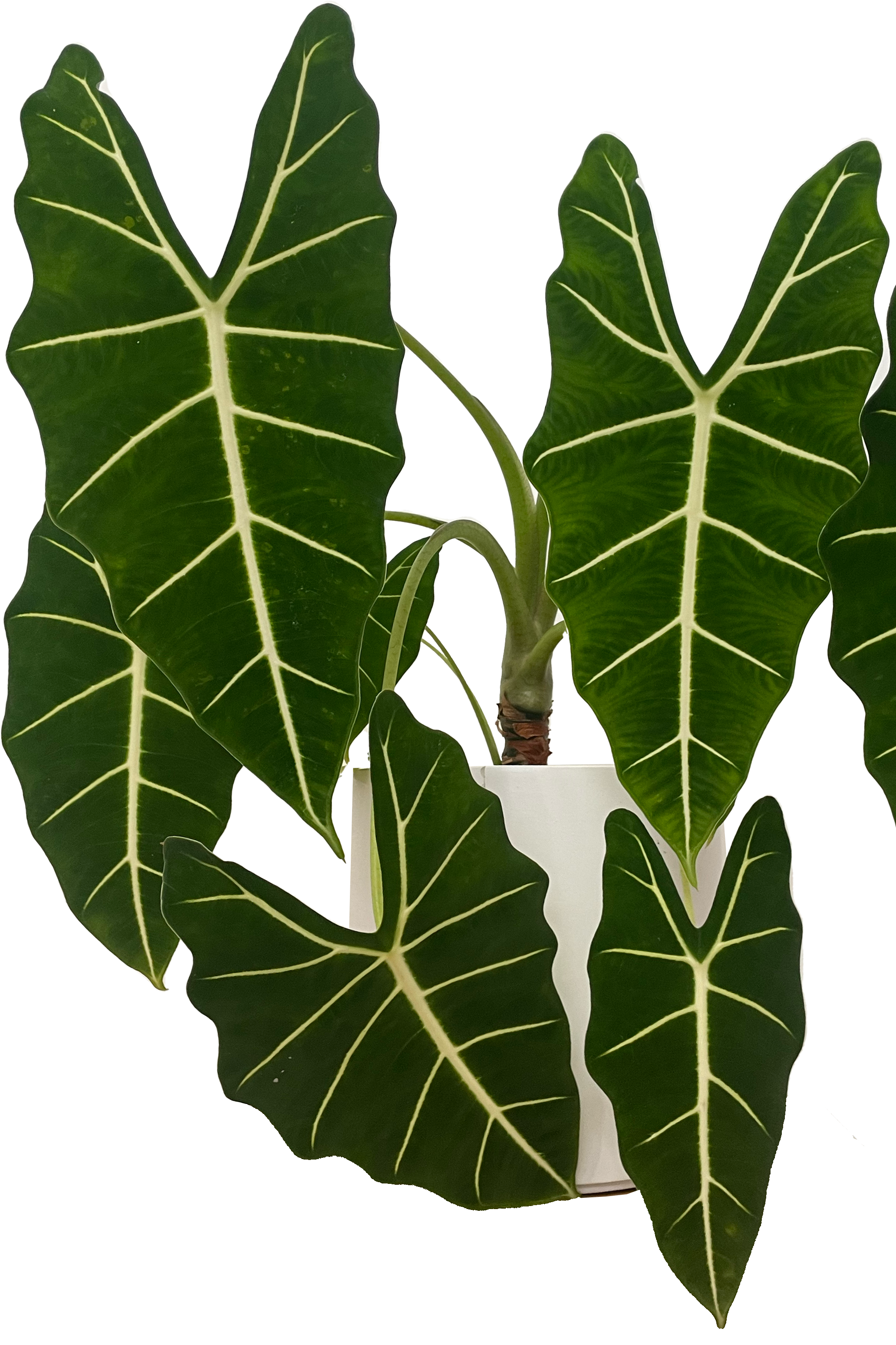 photo of an Alocasia Frydek